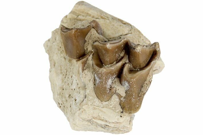 Oreodont (Merycoidodon) Jaw Section - South Dakota #184238